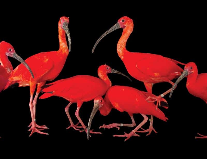 The Photo Ark: We have to see them to save them