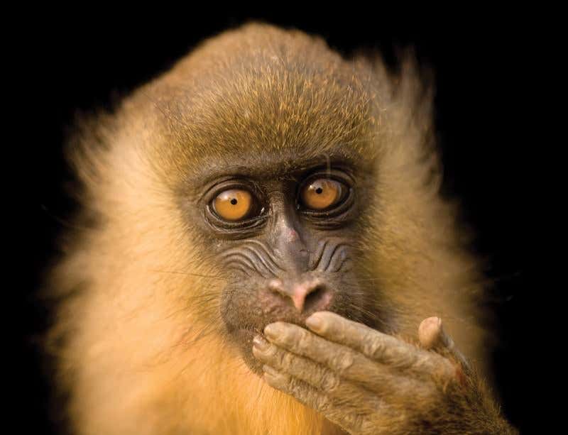 The Photo Ark: We have to see them to save them