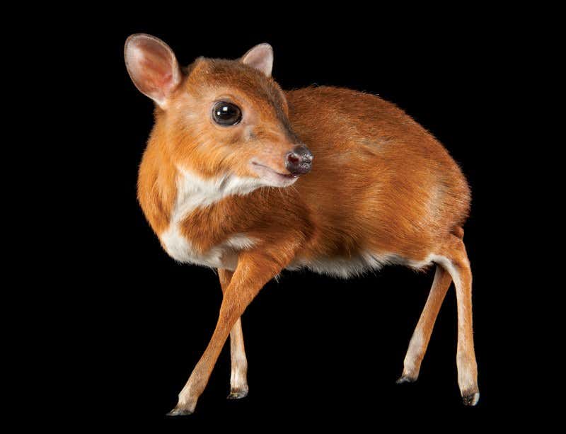 The Photo Ark: We have to see them to save them