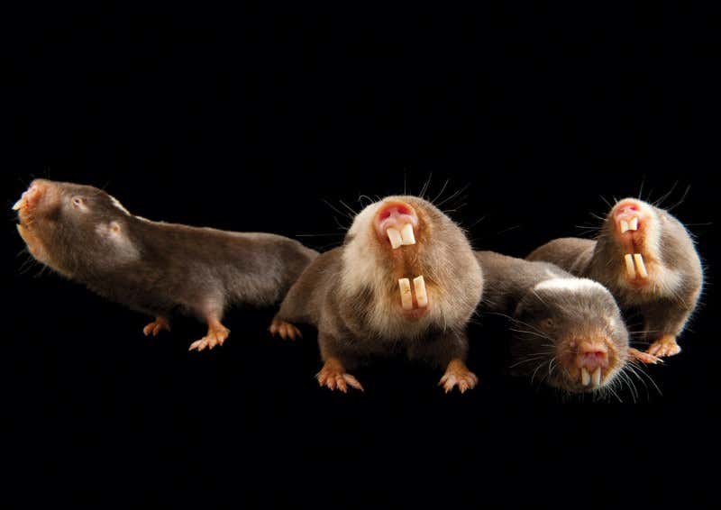 New Scientist. Science news and long reads from expert journalists, covering developments in science, technology, health and the environment on the website and the magazine.