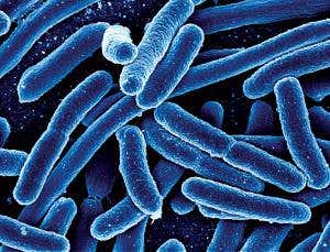 Reprogrammed bacterium speaks new language of life