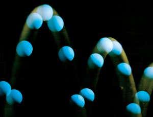 No need for inflation if cosmos was a bouncing baby