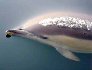 Dolphin sonar inspires coin-sized bomb detector