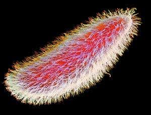Cell tails: A surprising number