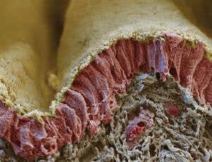 Cell tails: Lines of communication