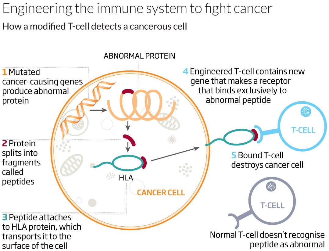 Engineering the immune system to fight cancer