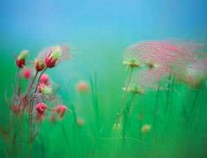 Little bugs on the prairie: the key to happy grassland