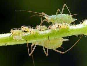 Zoologger: Baby vampire aphids drink parents' blood