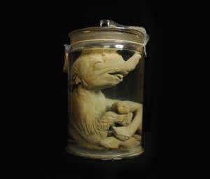 This Rembrandt is science's first Asian elephant