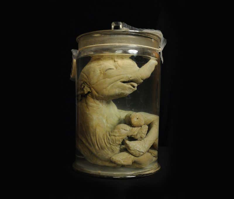 This Rembrandt is science's first Asian elephant