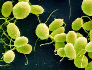 Alga takes first evolutionary leap to multicellularity