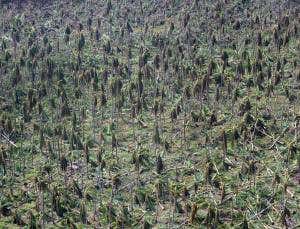 Typhoon Haiyan may have created carbon burp