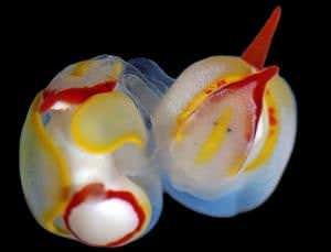 Zoologger: Sea slugs stab partners in head during sex
