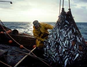 Ban on discarding unwanted catch won't save fisheries