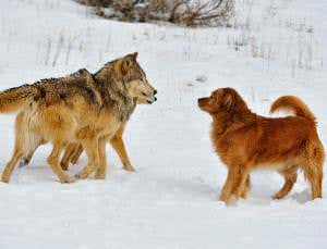 Wolves turned into dogs by European hunter-gatherers