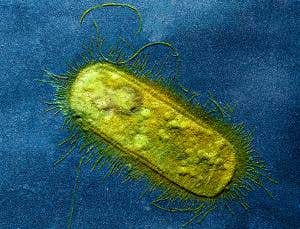 Perfection is a myth, show 50,000 bacterial generations