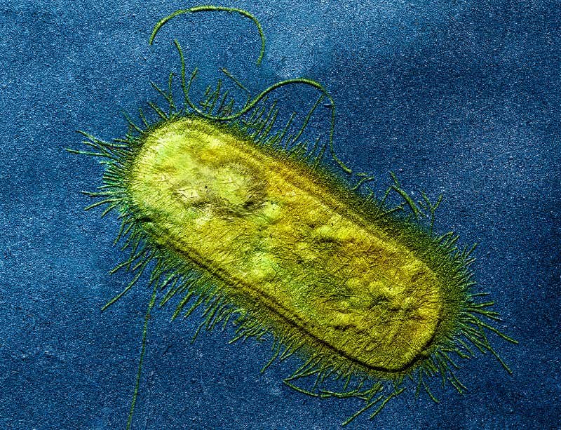 New Scientist. Science news and long reads from expert journalists, covering developments in science, technology, health and the environment on the website and the magazine.