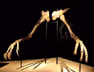 Is it a sloth? Is it a camel? No, it's a dinosaur