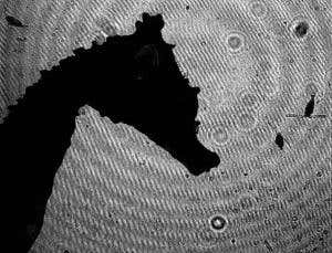 Dwarf seahorses are stealth hunters of the oceans