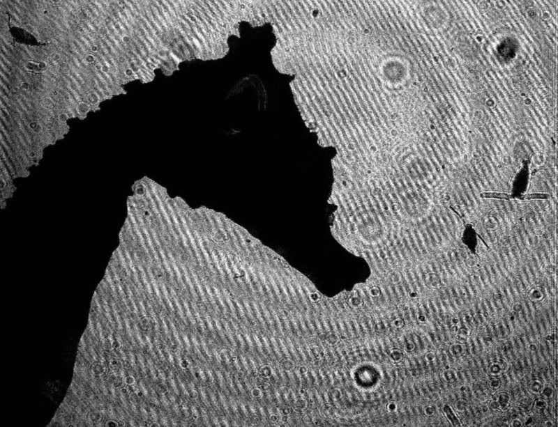 New Scientist. Science news and long reads from expert journalists, covering developments in science, technology, health and the environment on the website and the magazine.