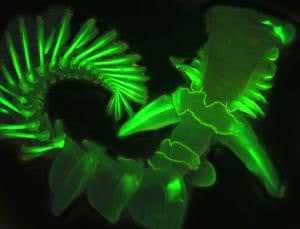 Tube worm lights up the undersea night with vitamin B
