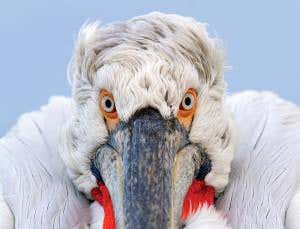 Nose to beak with a Christian hero heavyweight champ