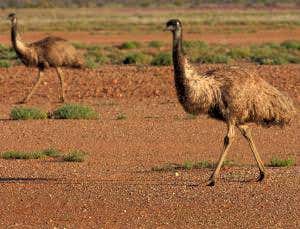 Losing their dino tail limited size of flightless birds