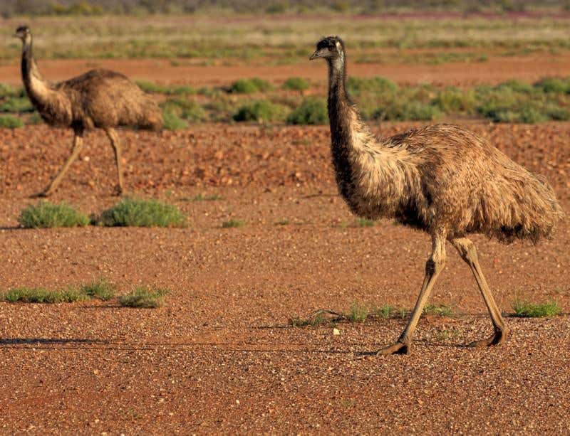 New Scientist. Science news and long reads from expert journalists, covering developments in science, technology, health and the environment on the website and the magazine.