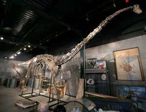 Got a spare half a million? A <i>Diplodocus</i> could be yours