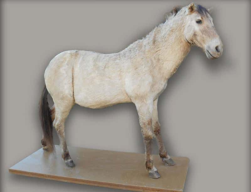 Got a spare half a million? A Diplodocus could be yours