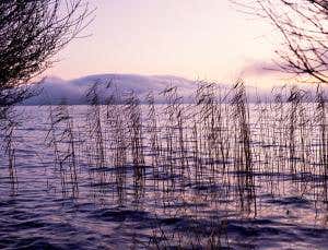 Lake clean-up leads to huge bird decline at sanctuary
