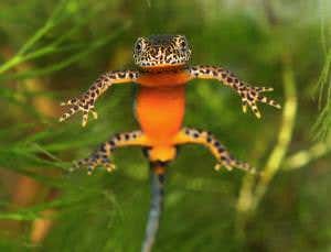 Zoologger: The world's most skilful predator