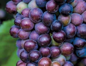 First survey shows which grape bacteria improve wine