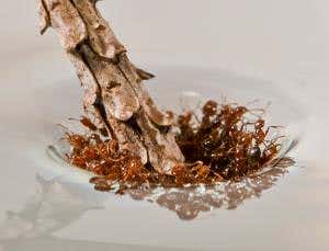 Fire ants writhe to make unsinkable rafts