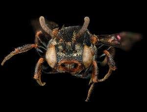 Cuckoo bee feasts on the larvae of its cousins