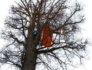 Saving Elmo: Why we fought to protect one urban tree