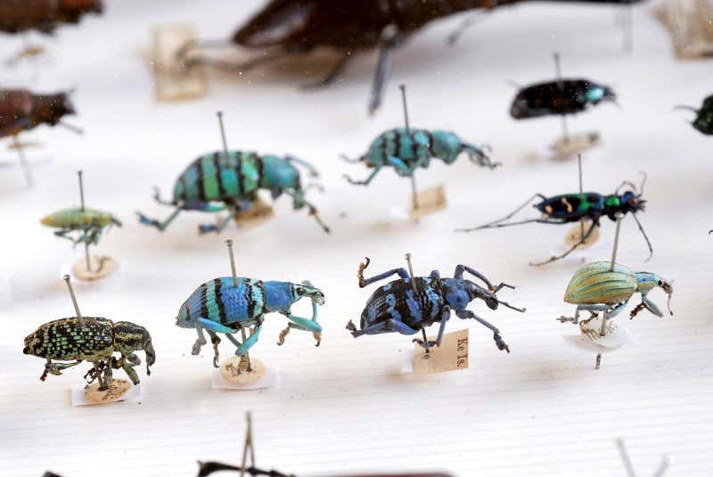 Alfred Russel Wallace: A very rare specimen