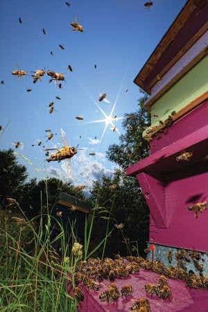 Summon the bee bots: Can flying robots save our crops?