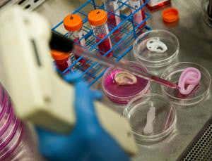 Grow your own organs as a tissue engineer