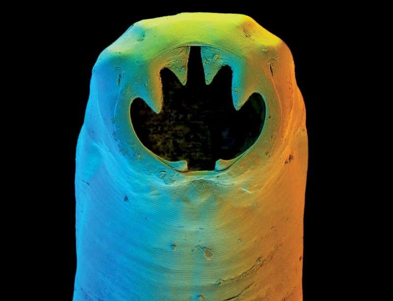 New Scientist. Science news and long reads from expert journalists, covering developments in science, technology, health and the environment on the website and the magazine.