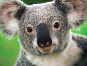 Zoologger: How koalas make their deep seductive grunts