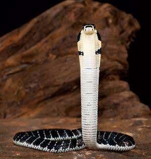 Snakes outpacing other vertebrates in race to evolve
