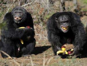 Animal-rights group sues to secure freedom for chimps