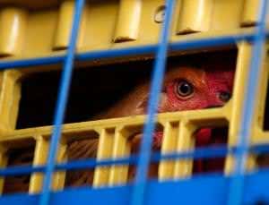 Hong Kong gets its first case of deadly H7N9 bird flu