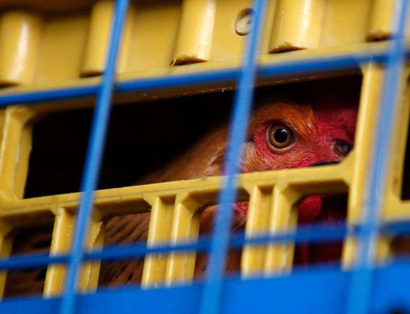 New Scientist. Science news and long reads from expert journalists, covering developments in science, technology, health and the environment on the website and the magazine.