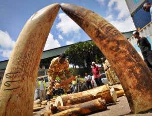 Record ivory seizures point to trafficking rise