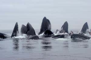 Bubble-blowing humpback whales grouped by genetics