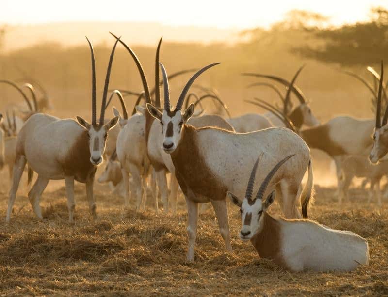 Species are being lost in a sea of sand