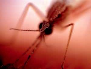 Look to mosquito smell neurons to find new repellents
