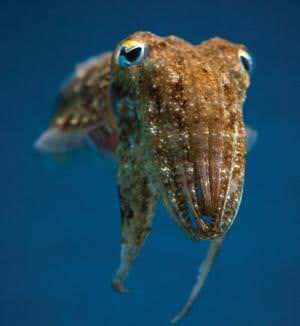 Zoologger: The mollusc that never forgets a meal